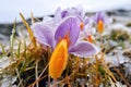 spring crocus blooming in thawing ground