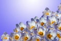 Spring crocus blossom Royalty Free Stock Photo