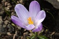 Spring crocus bud