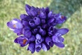 Spring crocus buquet Royalty Free Stock Photo