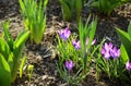 Spring crocus flowers