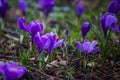 Spring crocus flowers Royalty Free Stock Photo