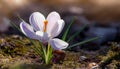 Spring Crocus (Crocus albiflorus) flower Royalty Free Stock Photo