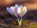 Spring Crocus (Crocus albiflorus) flower Royalty Free Stock Photo