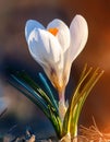 Spring Crocus (Crocus albiflorus) flower Royalty Free Stock Photo