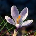 Spring Crocus (Crocus albiflorus) flower Royalty Free Stock Photo