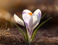 Spring Crocus (Crocus albiflorus) flower Royalty Free Stock Photo