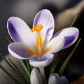 Spring Crocus (Crocus albiflorus) flower Royalty Free Stock Photo