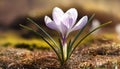 Spring Crocus (Crocus albiflorus) flower Royalty Free Stock Photo