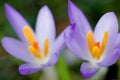 spring crocus (Crocus Vernus) spring herald Royalty Free Stock Photo
