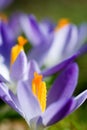 spring crocus (Crocus Vernus) spring herald Royalty Free Stock Photo