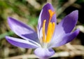 spring crocus (Crocus Vernus) spring herald Royalty Free Stock Photo