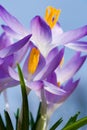 spring crocus (Crocus Vernus) spring herald Royalty Free Stock Photo