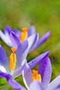 spring crocus (Crocus Vernus) spring herald Royalty Free Stock Photo