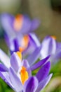 spring crocus (Crocus Vernus) spring herald Royalty Free Stock Photo