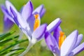 spring crocus (Crocus Vernus) spring herald Royalty Free Stock Photo