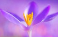 spring crocus (Crocus Vernus) spring herald Royalty Free Stock Photo