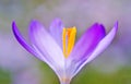 spring crocus (Crocus Vernus) spring herald Royalty Free Stock Photo