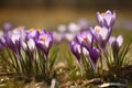 Spring crocus field. Generate Ai Royalty Free Stock Photo