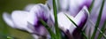 Spring crocus flower banner Royalty Free Stock Photo