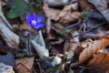 Spring crocus flower. Blue flower in forest. Springtime concept. Bueaty in nature, close up. Wild flowers. Early spring landscape. Royalty Free Stock Photo