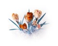 Spring crocus flower bouquet Royalty Free Stock Photo