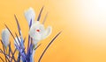 Spring crocus flower bouquet Royalty Free Stock Photo