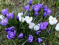 Spring crocus flower field under sunlight blue ,spring floral spring  background Royalty Free Stock Photo