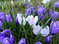 Spring crocus flower field under sunlight blue ,spring floral spring  background Royalty Free Stock Photo