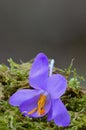 Spring Crocus flower on green moss close up Royalty Free Stock Photo