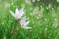 Spring crocus flower in a lawn.