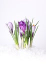 Spring crocus flower in snow Royalty Free Stock Photo