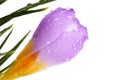 Spring crocus flower with water droplets Royalty Free Stock Photo