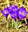 Spring crocus flowers Royalty Free Stock Photo