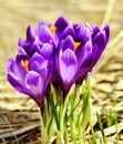 Spring crocus flowers Royalty Free Stock Photo