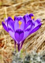 Spring crocus flowers Royalty Free Stock Photo