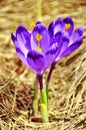 Spring crocus flowers Royalty Free Stock Photo