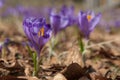 Spring crocus flowers Royalty Free Stock Photo