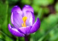 Spring crocus flowers Royalty Free Stock Photo