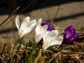 Spring crocus flowers close-up Royalty Free Stock Photo