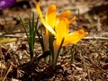 Spring crocus flowers close-up Royalty Free Stock Photo