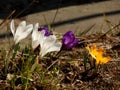 Spring crocus flowers close-up Royalty Free Stock Photo