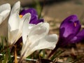 Spring crocus flowers close-up Royalty Free Stock Photo