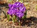 Spring crocus flowers close-up Royalty Free Stock Photo