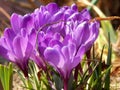 Spring crocus flowers close-up Royalty Free Stock Photo