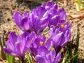 Spring crocus flowers close-up Royalty Free Stock Photo