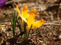 Spring crocus flowers close-up Royalty Free Stock Photo