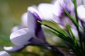 Spring crocus flowerS close up. Royalty Free Stock Photo