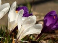 Spring crocus flowers close-up Royalty Free Stock Photo