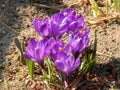 Spring crocus flowers close-up Royalty Free Stock Photo